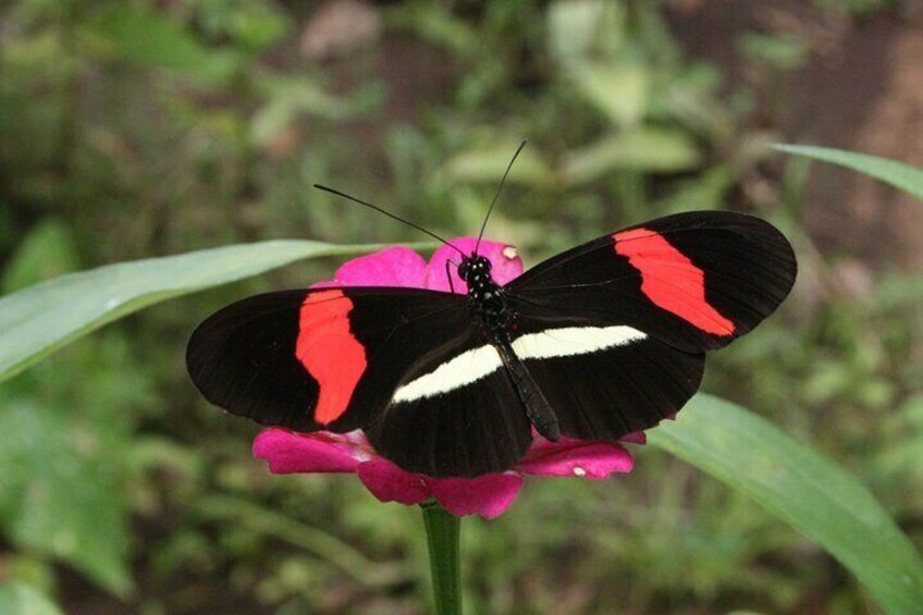 Crimson-patched Longwing.Photo Benjamin RIvera 3