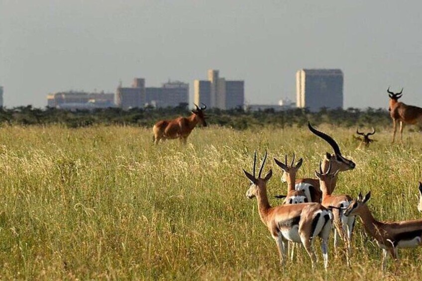 Un grupo de antílopes en un campo cubierto de hierba, con el horizonte de una ciudad al fondo. 4
