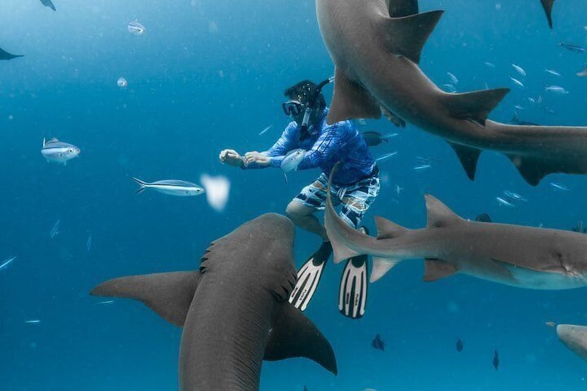 Un buceador con aletas y máscara rodeado de grandes tiburones en agua azul cristalina. 3