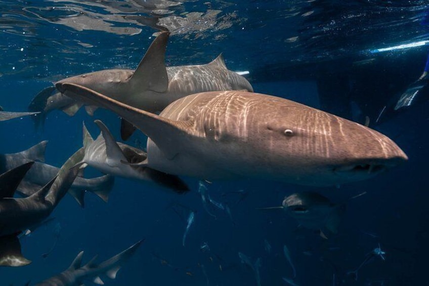 Un tiburón grande nada entre un grupo de peces pequeños en aguas azules cristalinas. 1