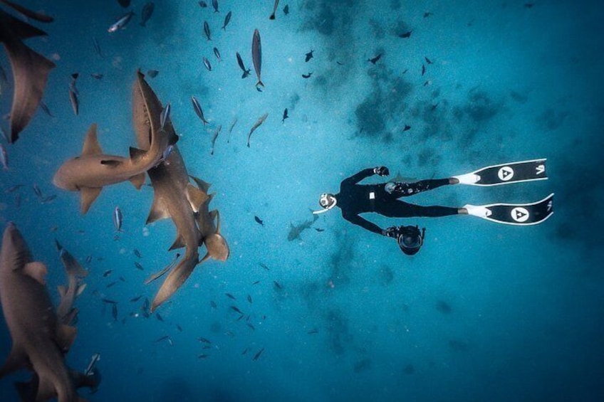 Un buzo con aletas nada entre tiburones en aguas azules y cristalinas. 2
