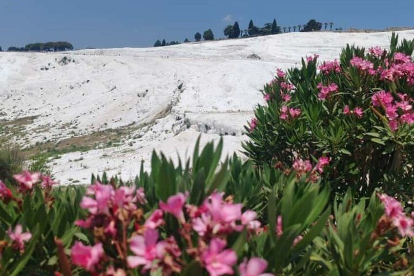 Et sneklædt landskab med lyserøde blomster i forgrunden og en klar himmel. 3