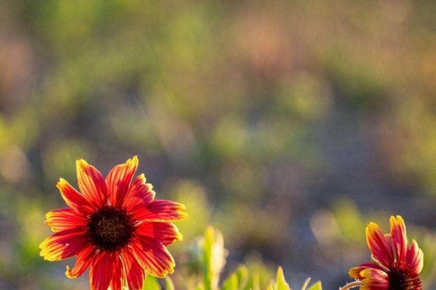 A close-up of a red and yellow flower with a blurred green background. 3
