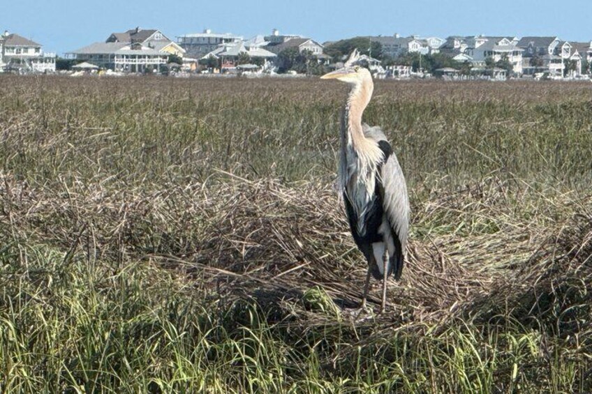 Masonboro Island Cruise 4