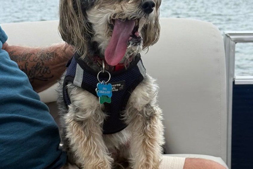 A dog sitting on a boat with a tag on its collar. 4