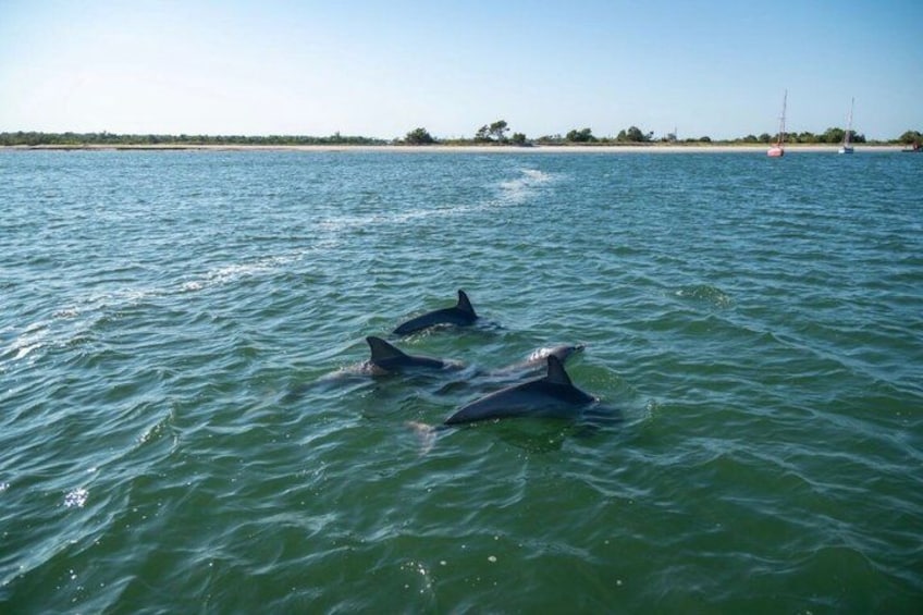 Dolphins swimming in the ocean with a beach and sailboats in the background. 2