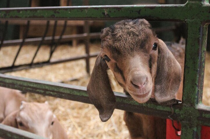 A goat with a brown coat and floppy ears leaning on a metal fence. 1