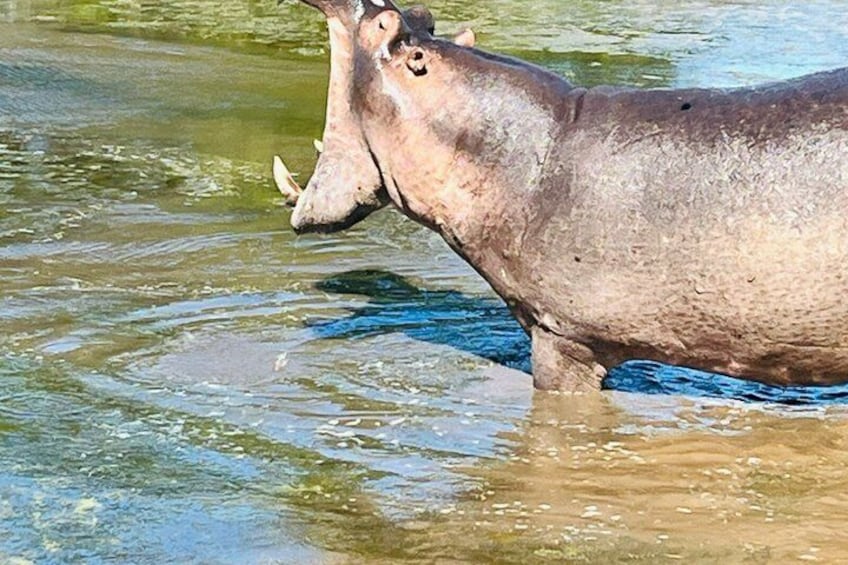 A hippopotamus partially submerged in water. 5