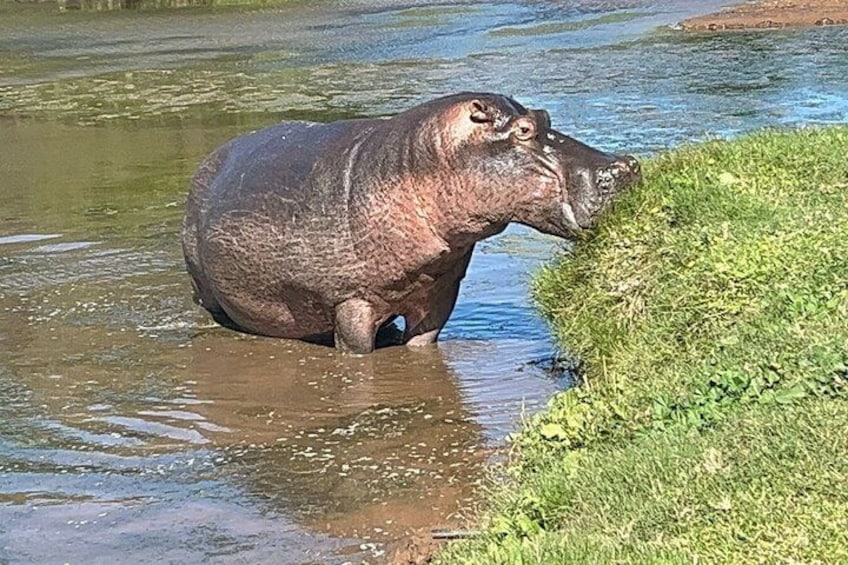 A hippopotamus in water near a grassy bank. 4