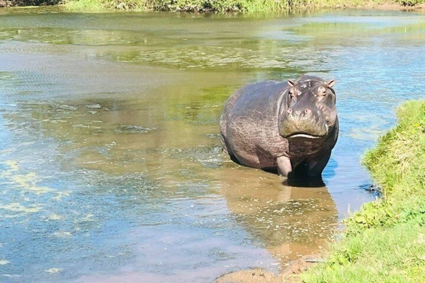 A hippopotamus in a shallow river. 3
