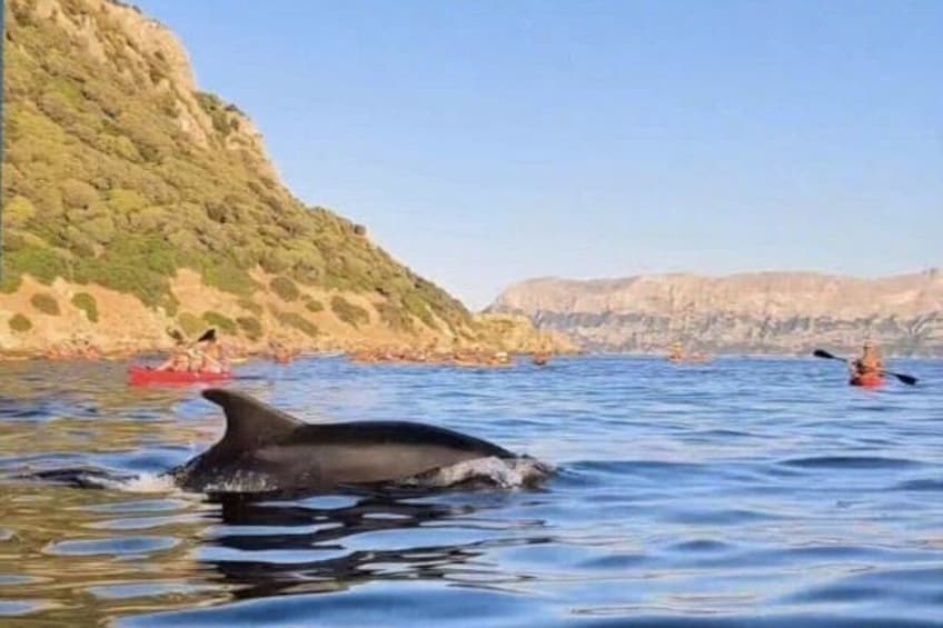Golfo Aranci Kayak tour with aperitif and dolphin watching 4