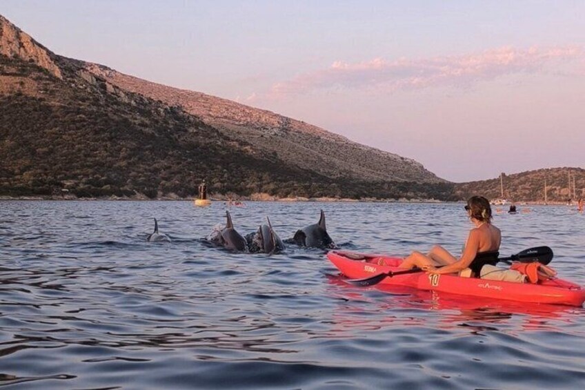 Golfo Aranci Kayak tour with aperitif and dolphin watching 1