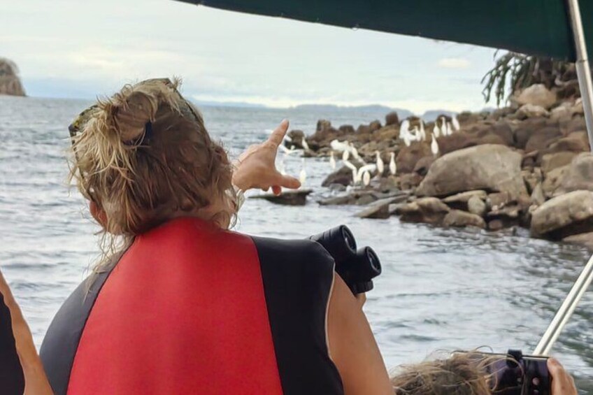 A person pointing at penguins on a rocky shore. 2