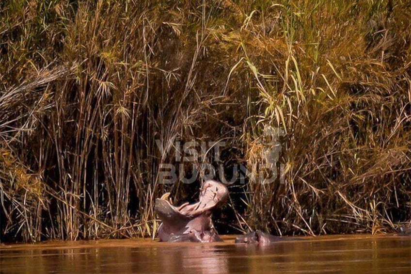 Iemand in een kajak op een rivier, omgeven door hoge rietkragen. 3