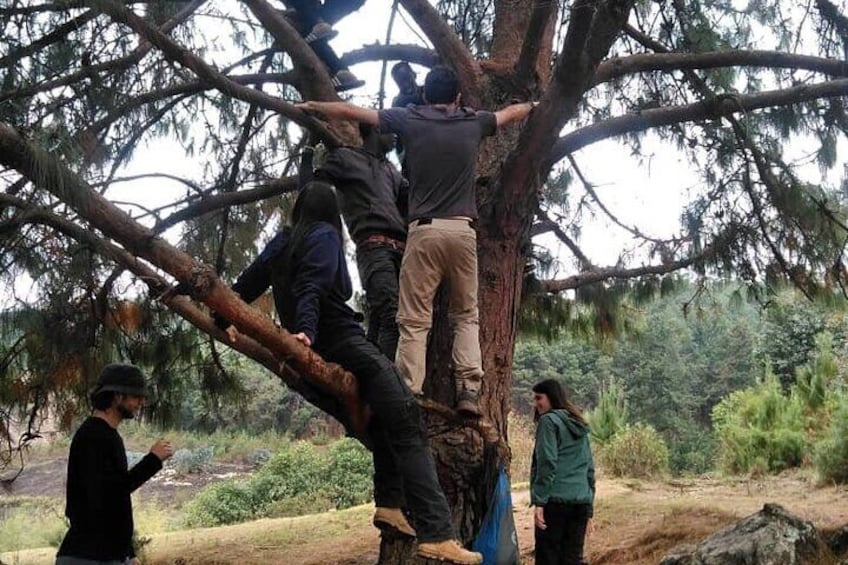 Mensen klimmen in een grote boom. 1
