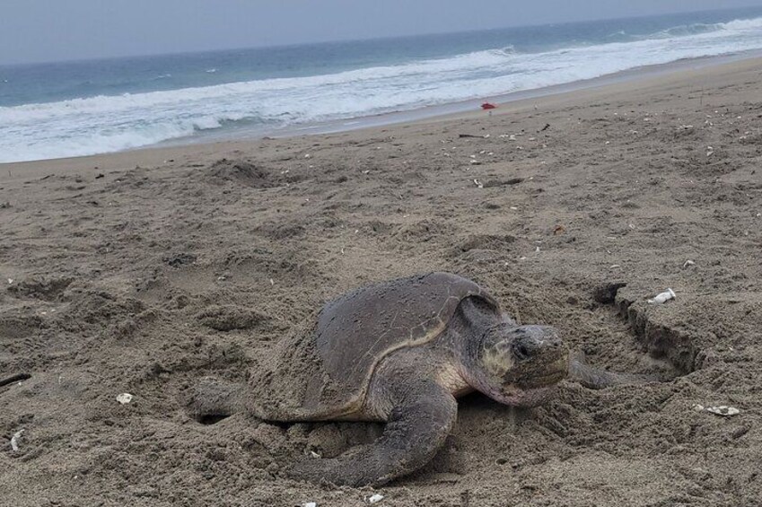 A sea turtle on a sandy beach near the ocean. 2