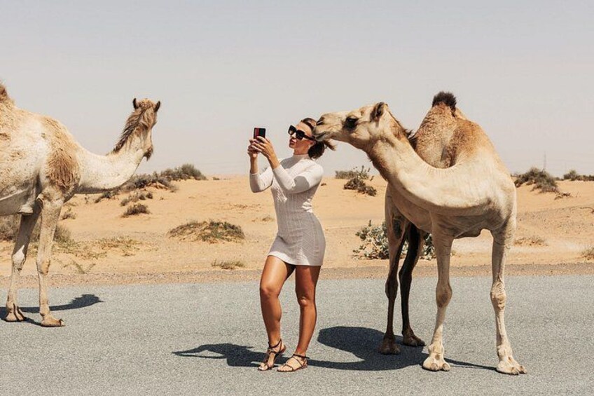 A person taking a photo with camels on a road in a desert. 5