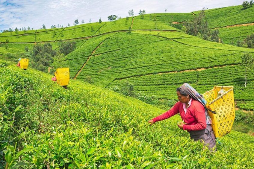 Una persona con camisa y pañuelo rojo trabajando en una plantación de té con sacos amarillos. 3