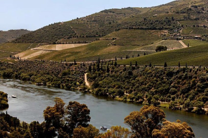 A river winding through a hilly landscape with vineyards and trees. 5