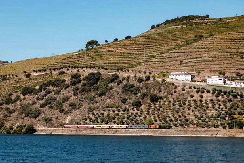 A vineyard on a hillside with a body of water in the foreground. 2