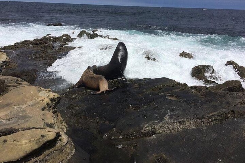 Full Day Private SD Tour from La Jolla 2