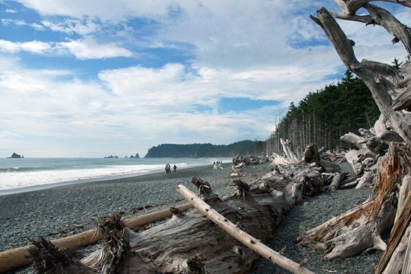 Una playa rocosa con madera a la deriva y un bosque al fondo. 1
