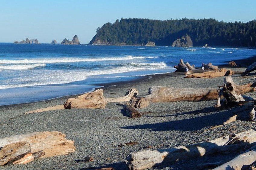 From Seattle Private Hoh Rain Forest and Rialto Beach Tour 4