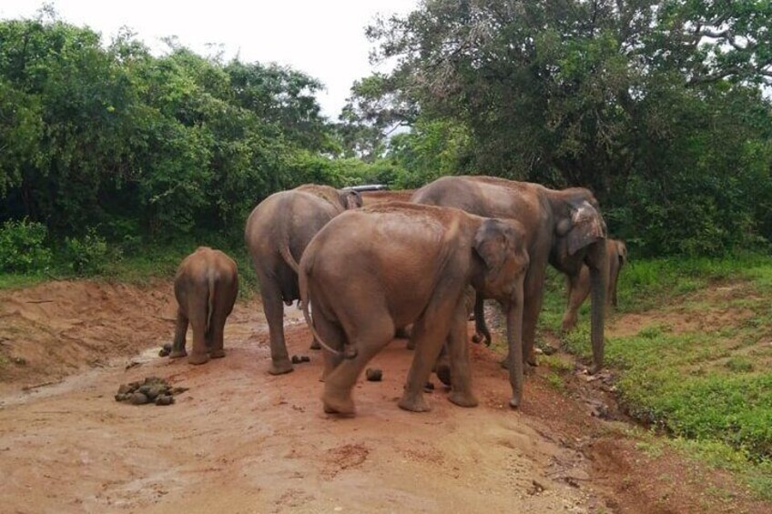 Un groupe d’éléphants marchant sur un chemin de terre, entouré de verdure. 4