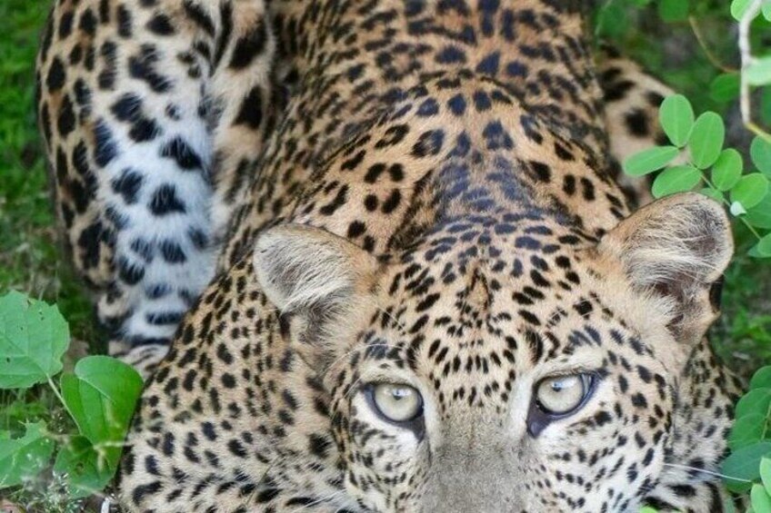 Private Jeep Safaris Tour in Yala National Park 2