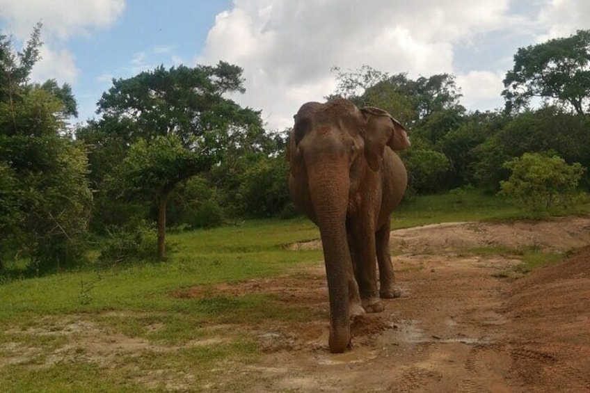 Un éléphant marchant sur un chemin de terre dans une zone herbeuse, avec des arbres en arrière-plan. 3