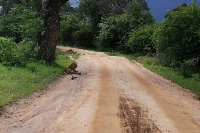 Un chemin de terre dans une zone boisée, avec un léopard allongé sur le bord. 5