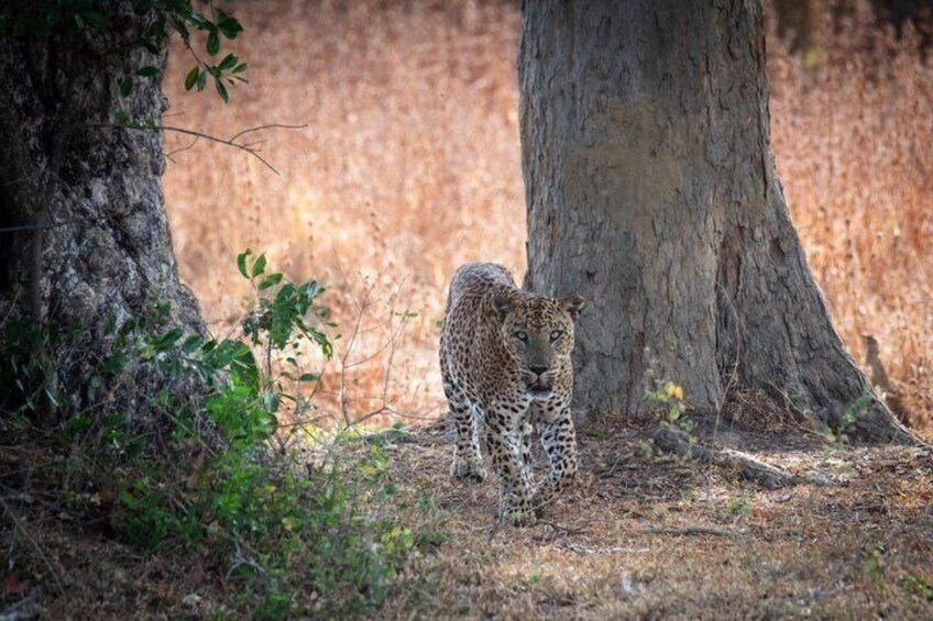 Private Jeep Safaris Tour in Yala National Park 1