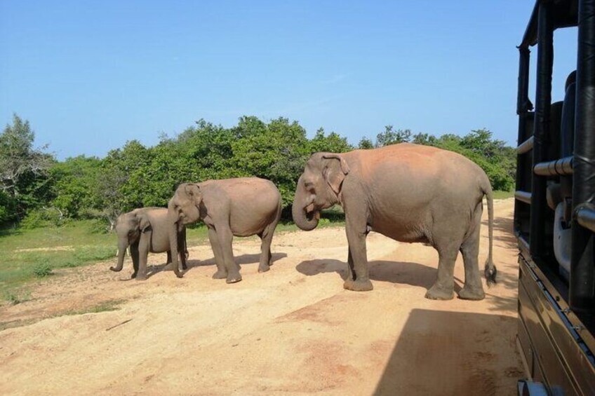 Trois éléphants sur un chemin de terre, avec un véhicule visible au loin. 1