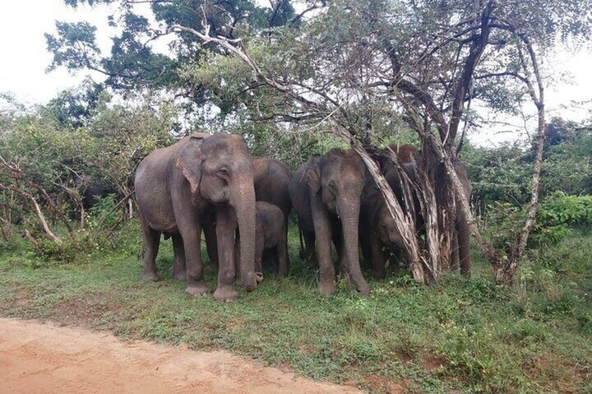 Deux éléphants près d’un arbre, dans un environnement naturel. 2