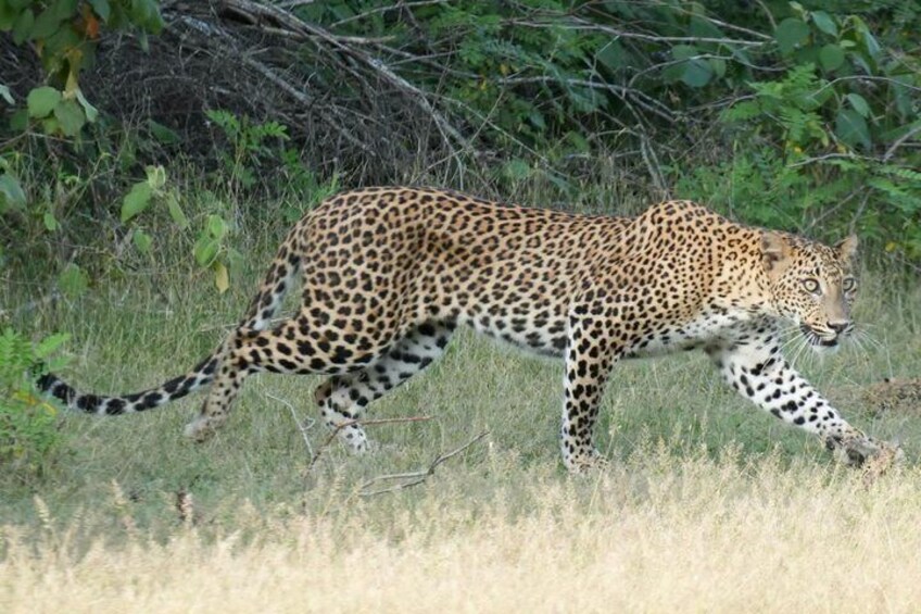 Private Jeep Safaris Tour in Yala National Park 5