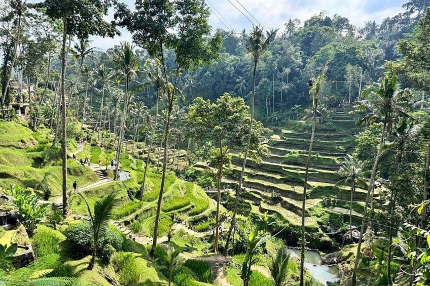 Tegalalang Rice Terraces 5