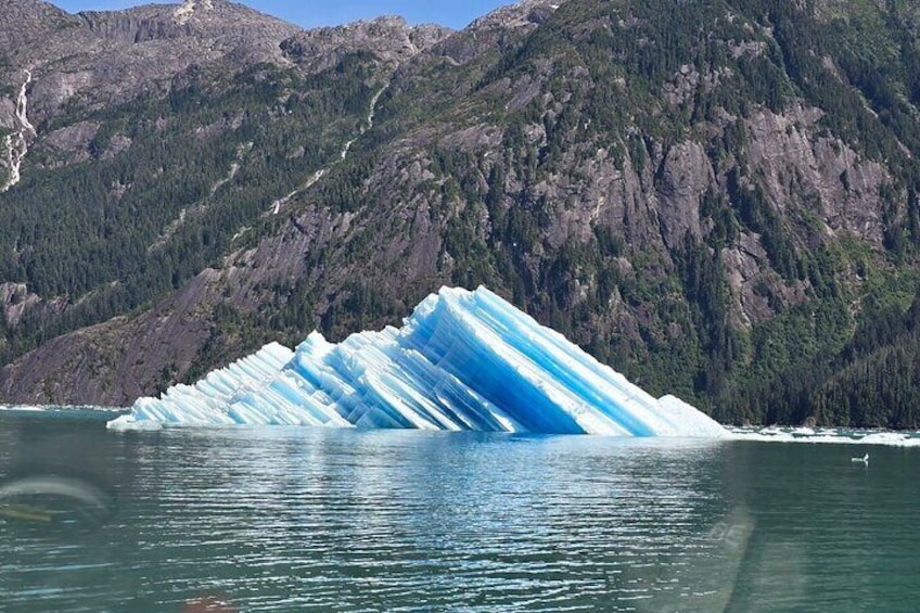 Wrangell Alaska Marine Sightseeing Tour 2