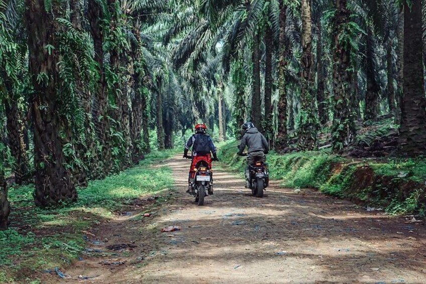 Dos motociclistas circulan por un camino de tierra rodeado de densa vegetación tropical. 3
