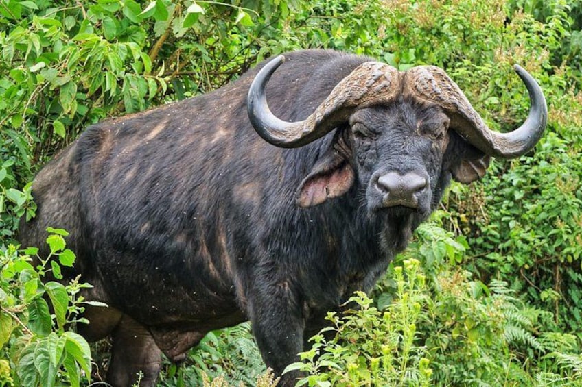 A large buffalo with prominent horns standing in a lush green environment. 4