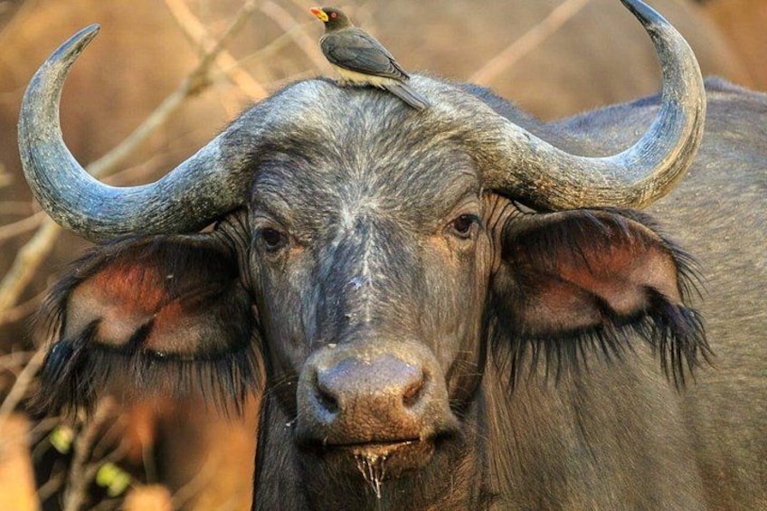 A buffalo with large curved horns and a bird perched on its head. 2