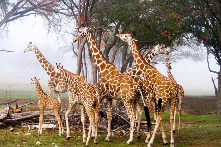 Nairobi Giraffe Centre Wildlife Encounter 2