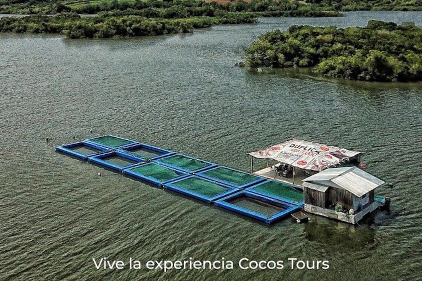Vista aérea de una estructura flotante con marco azul y toldo, rodeada de agua y vegetación. 3