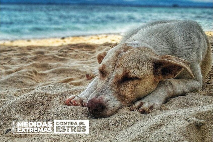 Un perro recostado en una playa arenosa, con el océano al fondo. 2