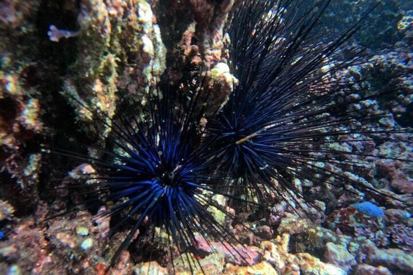 Two sea urchins with long, spiky appendages on a rocky seabed. 3