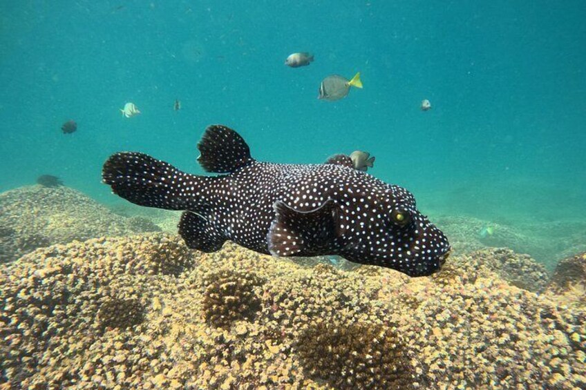 A spotted grouper resting on a coral reef with small fish swimming around. 4