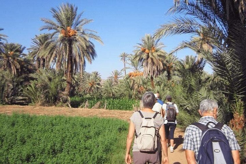 A group of people hiking through a palm tree-lined path. 2