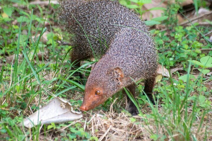 Un pequeño animal moteado buscando alimento en una zona herbosa. 2