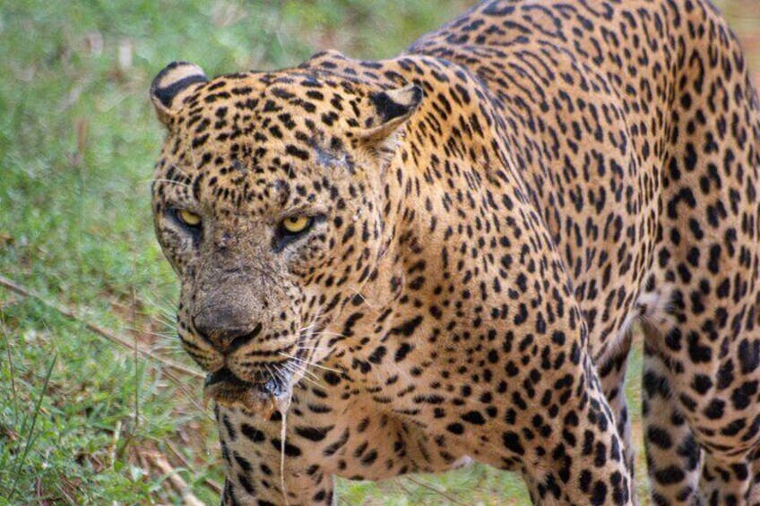 Un leopardo de pelaje moteado en una zona cubierta de hierba. 1