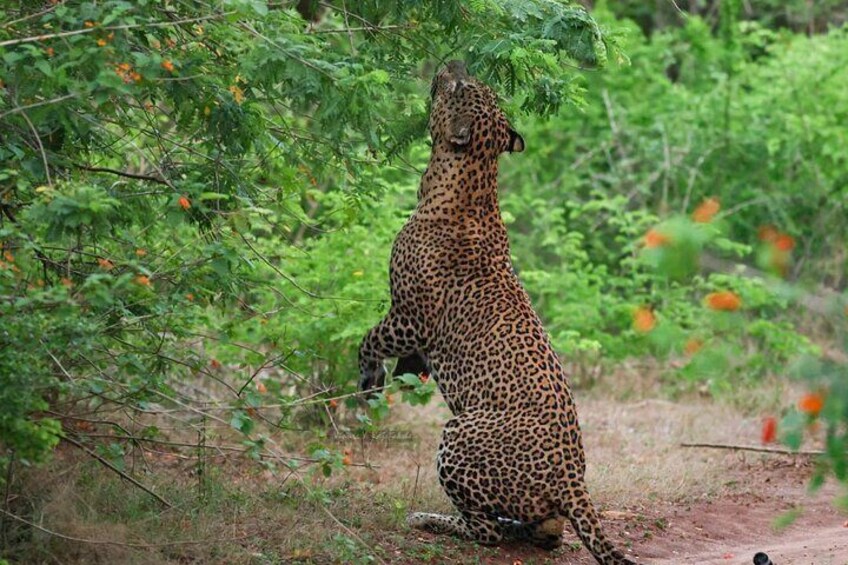 Un leopardo de pie sobre sus patas traseras en una zona boscosa. 5