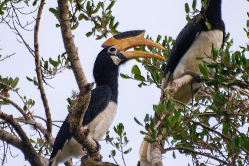 Dos aves de picos grandes posadas en una rama de árbol. 4